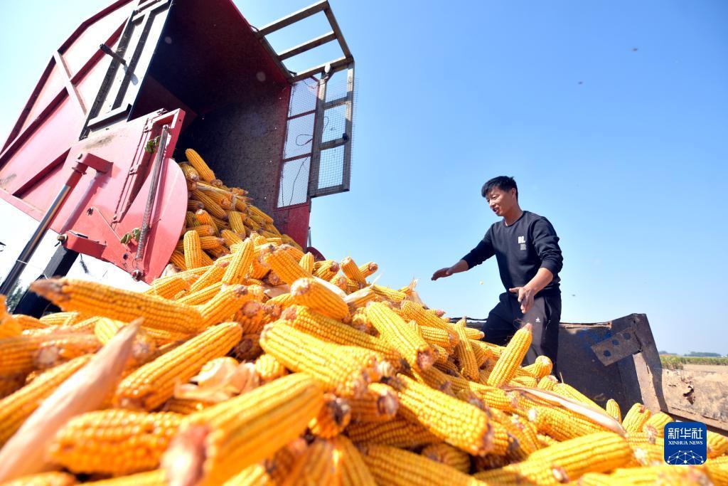 皇冠菜图片